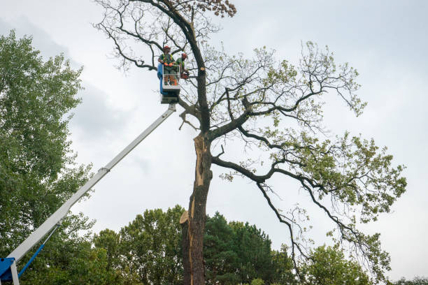 Best Storm Damage Tree Cleanup  in West Long Branch, NJ