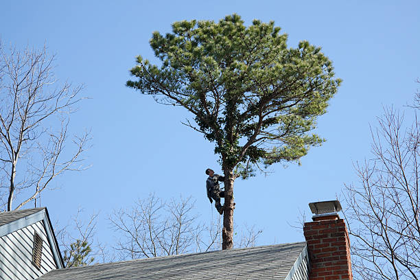 Best Tree Preservation Services  in West Long Branch, NJ