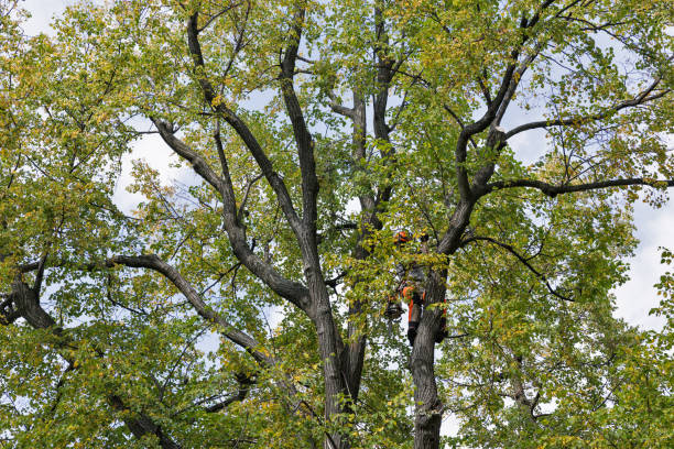 Best Commercial Tree Services  in West Long Branch, NJ